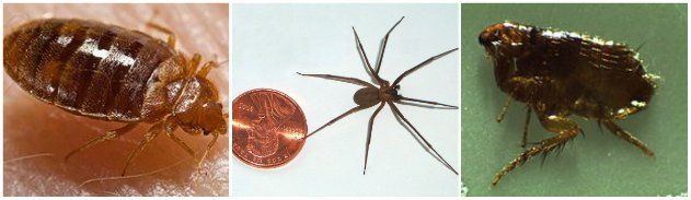 pest exterminator pest exterminator