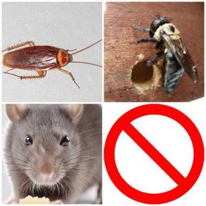 extermination company extermination company