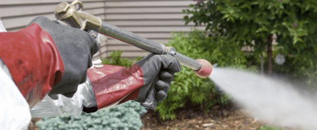 pest control pest control
