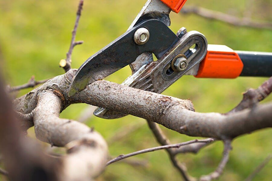 Tree Pruning 2 — Tree Removals In Kempsey, NSW