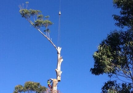 Tree Removal And Lifting — Tree Removals In Kempsey, NSW