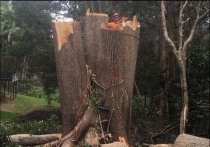 Big Stump — Tree Removals In Kempsey, NSW