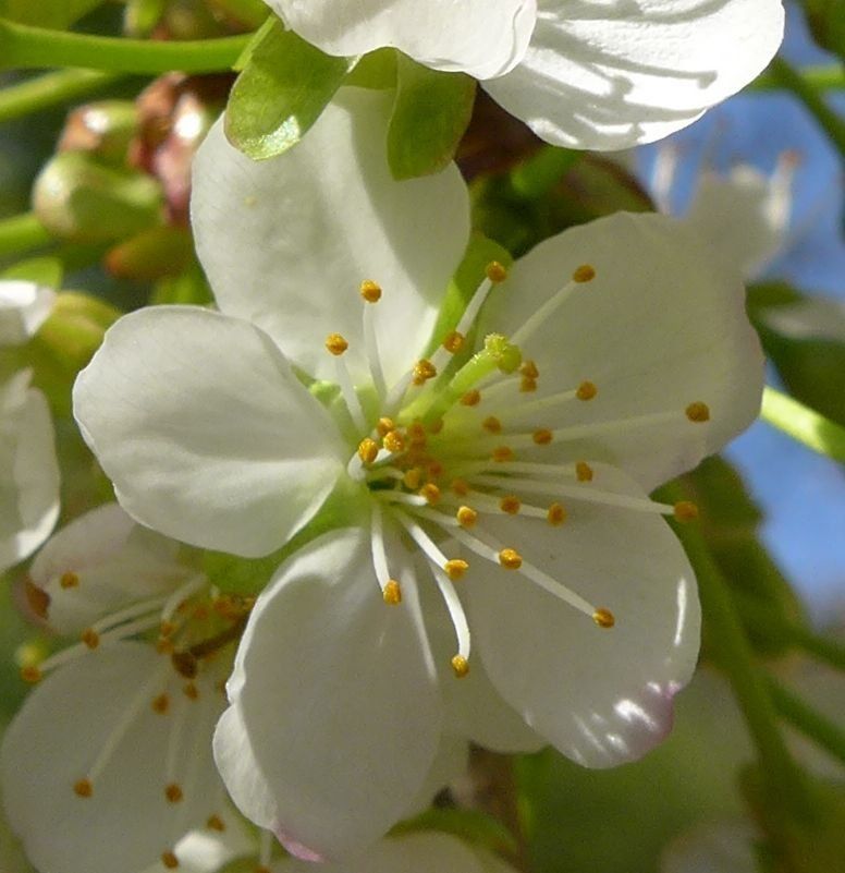 Kirschblüte Barbarazweig