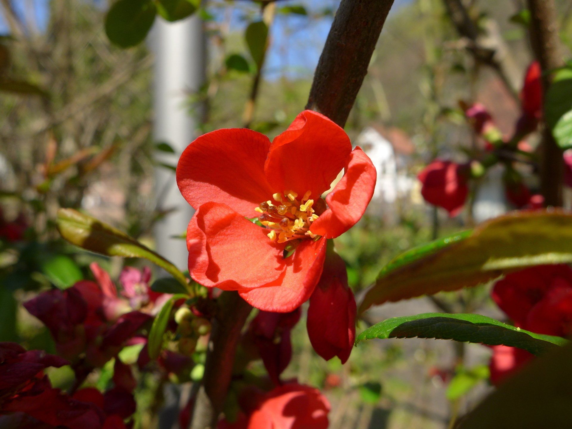 rote Blüte eines Scheinquittenstrauchs