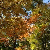 Arbres de l'Arboretum en Automne