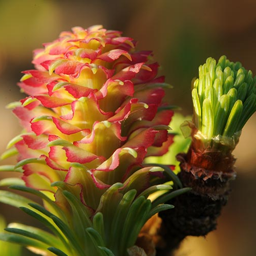 Fleur de mélèze
