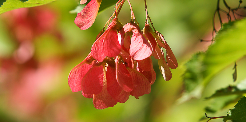 Plantes Arboretum des Barres