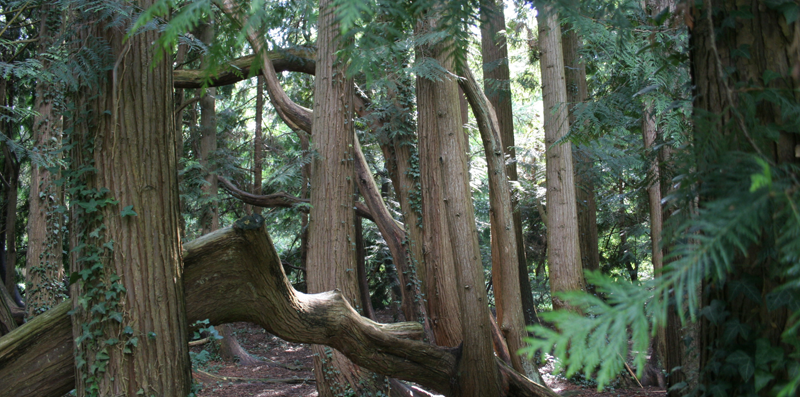 Arbre Bizarretum