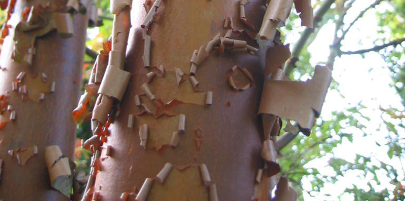Arbre Arboretum des Barres