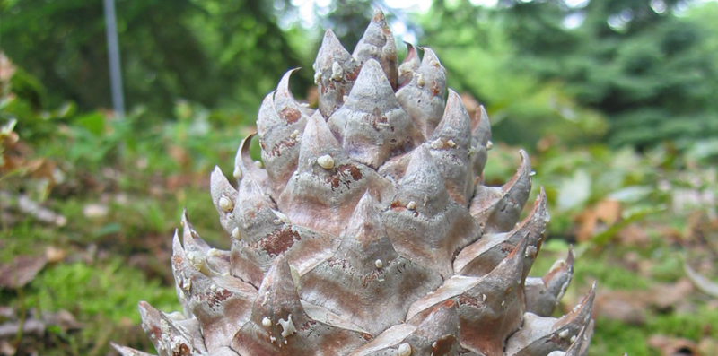 Arbres Pomme de pin