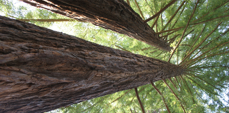 Arbres Continentalis
