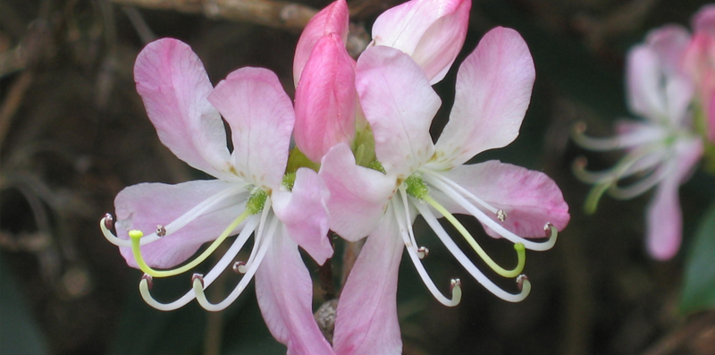 Fleurs Classifica