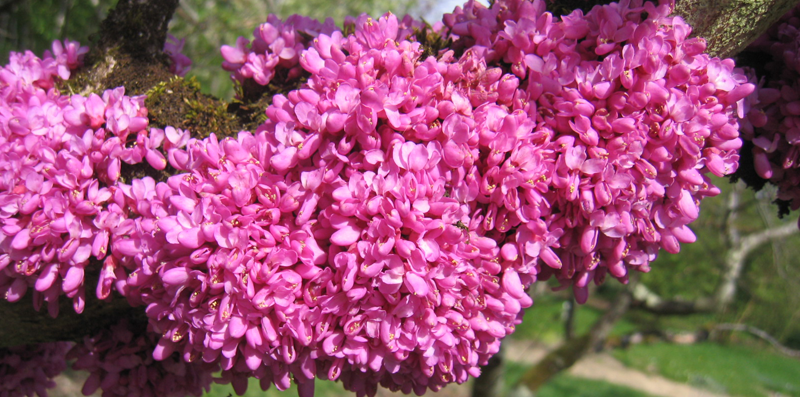 Fleurs Classifica