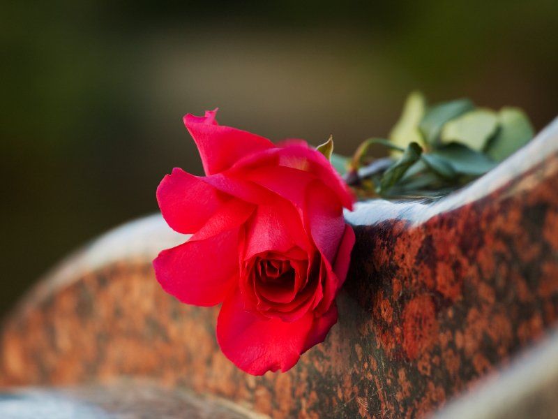 rosa rossa