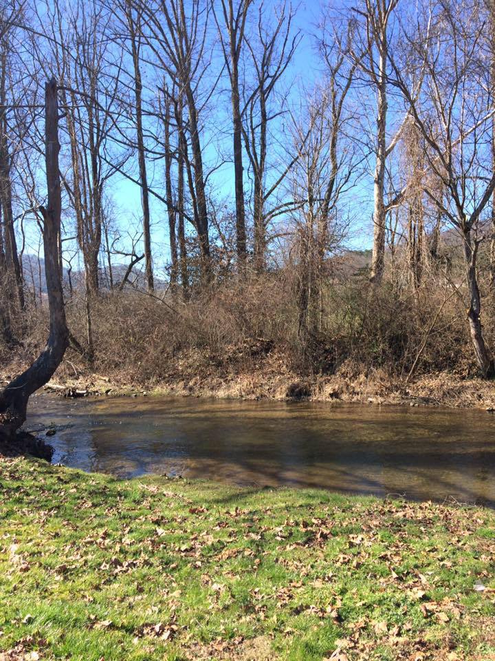 A river runs through a lush green forest on a sunny day.
