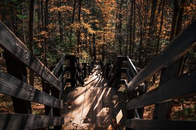 A downward perspective of a wooden staircase leading into a dense forest with warm autumn foliage.