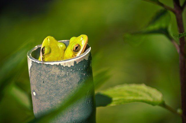 Two bright green tree frogs peek out from inside a weathered, grey pipe surrounded by lush green foliage.
