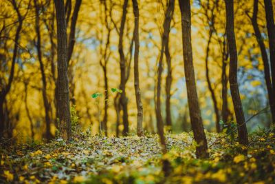 A sunlit forest with slender tree trunks and a ground covered in fallen yellow leaves.