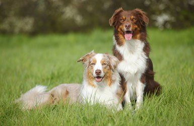 Accommodation for pet