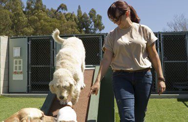 Day boarding for dogs