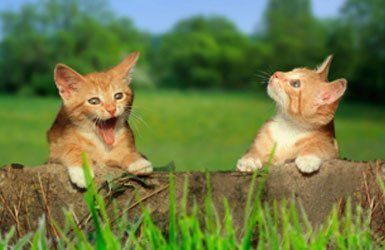 Cattery and kennels