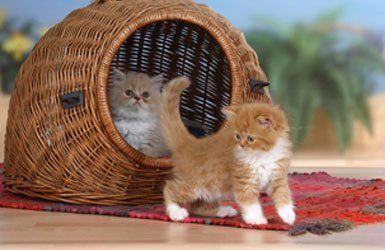 A comfortable cattery for your furry friend