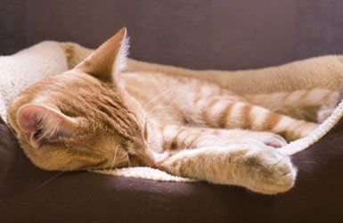Comfortable bedding and kennels