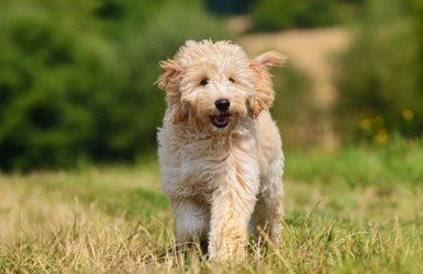 Dog boarding