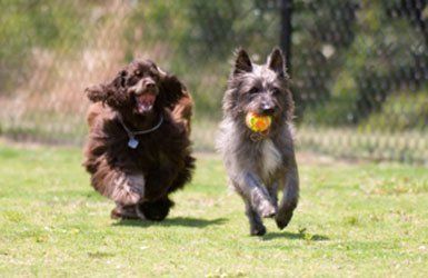 Reliable and safe dog daycare