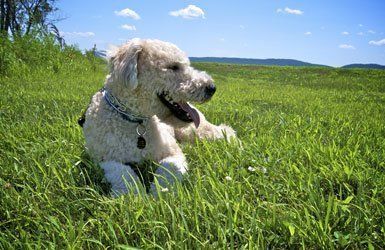 Reliable pet boarding