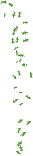 Termites Termites