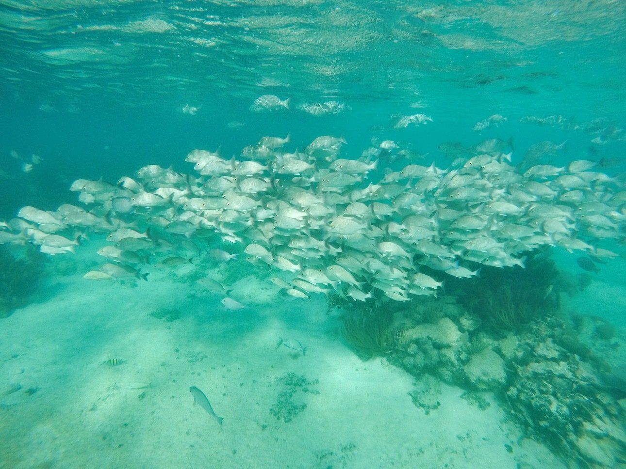 Paddleboarding Tulum Mexico, SUP Snorkeling Soliman Bay