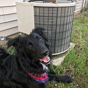 air conditioning and a black dog - heating and air conditioning in Post Falls ID air conditioning and a black dog - heating and air conditioning in Post Falls ID