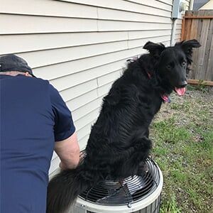 dog on top of the heater - heating and air conditioning in Post Falls ID dog on top of the heater - heating and air conditioning in Post Falls ID
