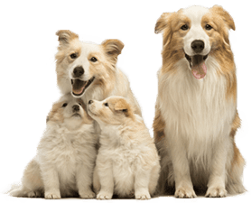 animal CT scans Seattle, WA Four Border Collies, two adults and two puppies, seated. Light brown and white fur, happy expressions.
