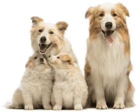 Four dogs, two adults and two puppies, seated on a white background. The dogs have white and tan fur and appear happy.