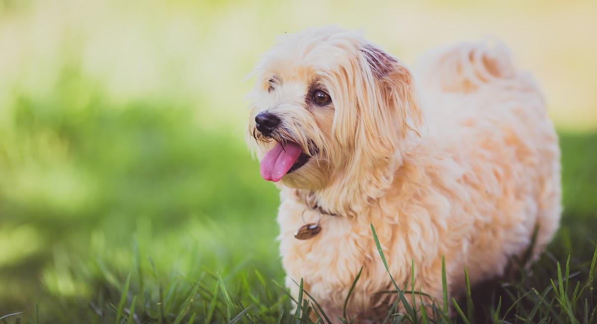 Beige fluffy dog with tongue out in green grass.
