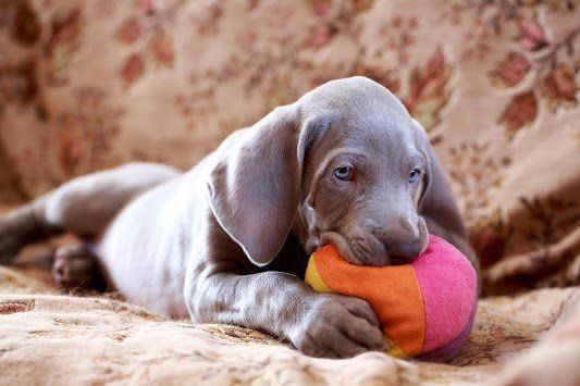 Playing Puppy – Seattle, WA – South Seattle Veterinary Hospital Silver puppy chewing a colorful ball on a patterned surface.