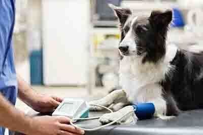 Post-surgical Pain Relief For Pets- Veterinarian Checking The Dog in Seattle, WA Dog getting blood pressure checked by a vet in a clinic; black and white dog with blue cuff.