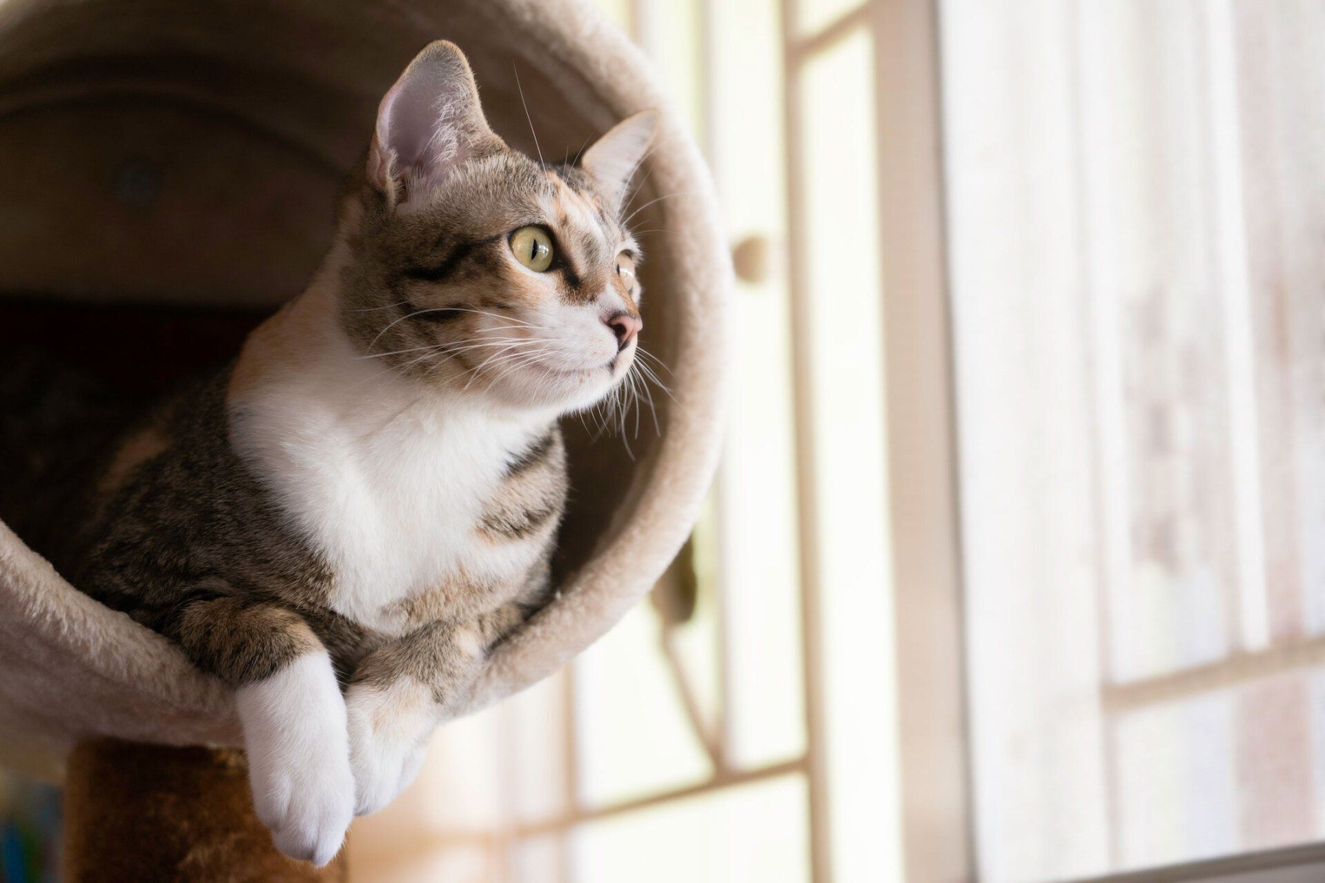 Cat Vaccinations — Closeup Shot Of Cat Sitting On Cat Tree in Seattle, WA Cat perched in a cat tree, looking out a window. Brown, white, and gray fur.