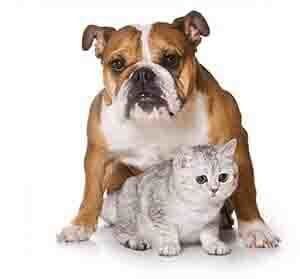 Veterinary services - Cat And Dog in Seattle, WA Dog and cat posing together; dog's paws on cat. Brown and white bulldog with silver tabby cat on white background.
