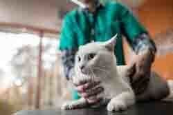 Small Animal Hospitals - White Cat With Veterinarian in Seattle, WA White cat being examined by a person wearing green scrubs. The cat is on a table, looking to the side.