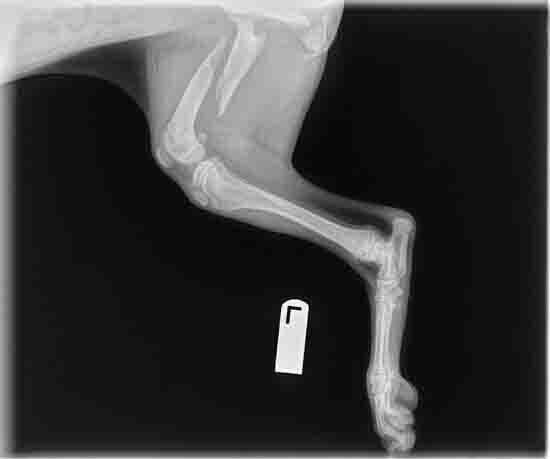Veterinarians - Long Foot Animal X-ray Before in Seattle, WA X-ray of a dog's hind leg, showing bone structure and joints. Marked with