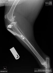 Veterinary Dentistry - Animal Foot X-ray Front View in Seattle, WA X-ray of dog's leg, showing surgical hardware (plate and screws) to repair a fracture in the tibia.