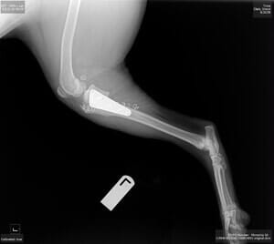 Spay and Neuter - Animal Foot X-ray results Side View in Seattle, WA X-ray of a dog's leg, showing a large, rectangular implant. The leg is bent at the knee.