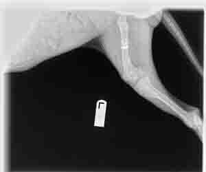 Dog and Cat Hospitals - Long Foot Animal X-ray After in Seattle, WA X-ray of a leg with a visible metal implant, likely after a fracture repair.