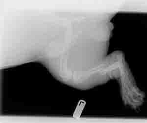 Veterinary Clinics - Short Foot Animal X-ray Before in Seattle, WA X-ray of a dog's leg, showing bones and soft tissue with a black background.