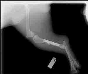 Animal Spaying - Short Foot Animal X-ray After in Seattle, WA X-ray of a dog's leg with a fractured femur and internal fixation.