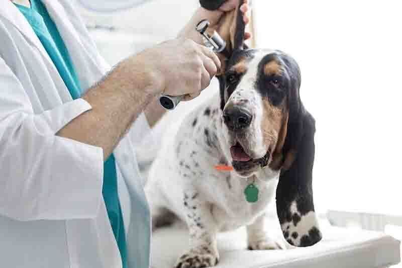 Veterinary Services- Dog With Long Ears in Seattle, WA Veterinarian examining a spotted Basset Hound's ear with an otoscope in a clinic.