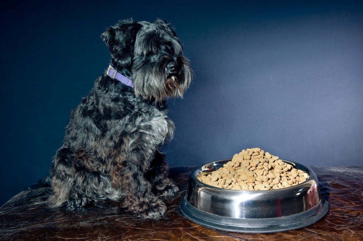 Dog Looking at the Dog Food — Seattle, WA — South Seattle Veterinary Hospital Black Schnauzer sits next to a full bowl of dog food, dark blue backdrop.